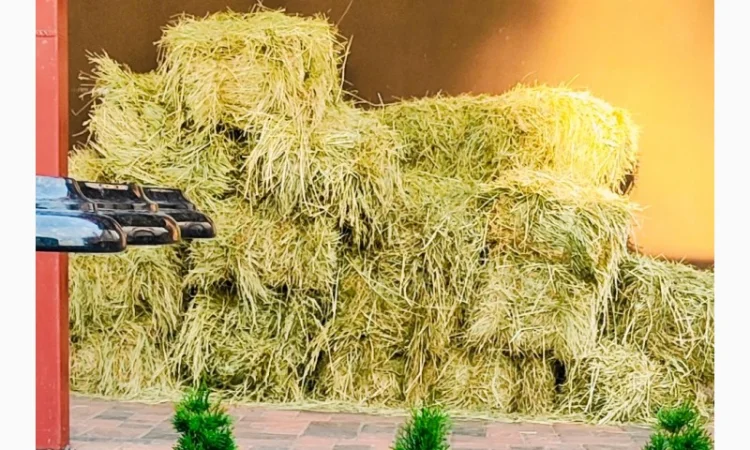 Сено луговое, доставка возможна - фото № 1