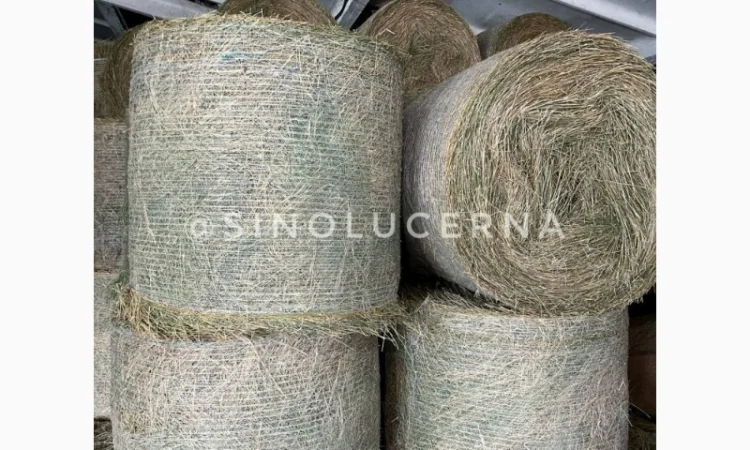 Продам сіно люцерни в круглих тюках - фото № 1