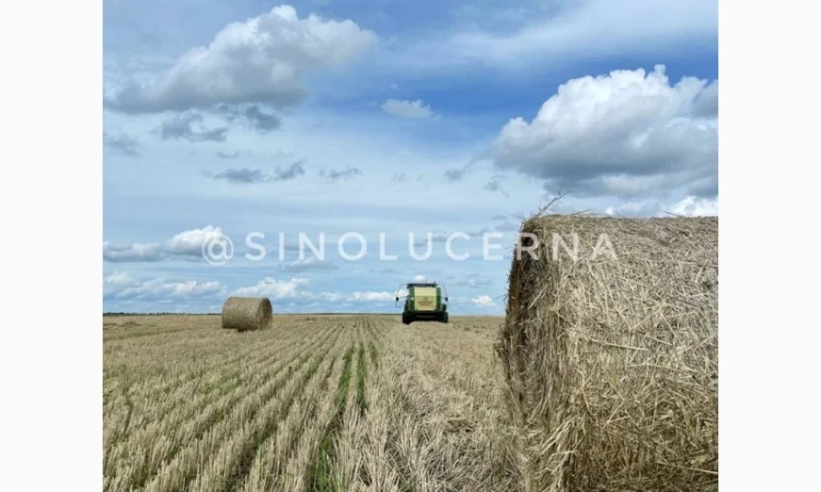 Продам сіно люцерни в круглих тюках - фото № 2