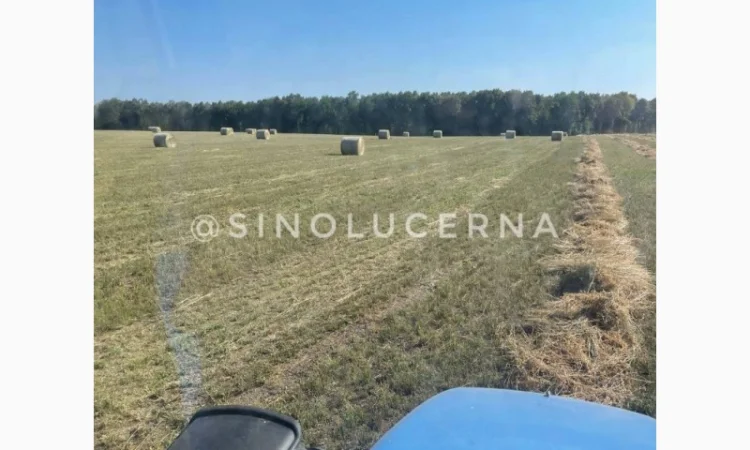 Продам сіно люцерни в круглих тюках - фото № 3