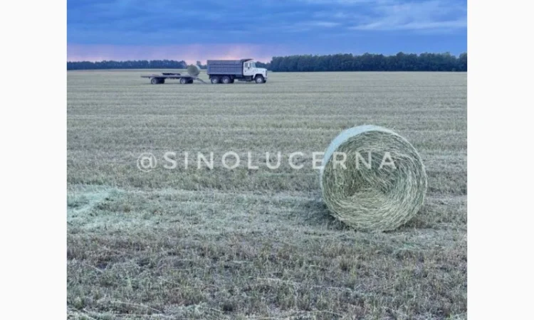 Продам сіно люцерни в круглих тюках - фото № 4