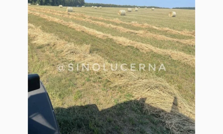 Продам сіно люцерни в круглих тюках - фото № 6
