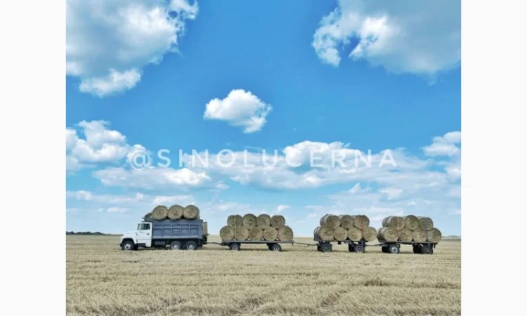 Продам сіно люцерни в круглих тюках - фото № 7