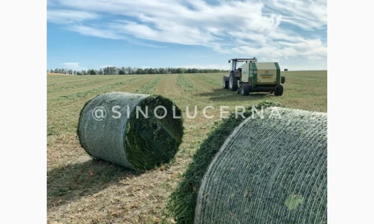 Продам сінаж з люцерни в круглих тюках - фото № 3