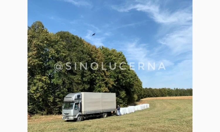 Продам сінаж з люцерни в круглих тюках - фото № 4