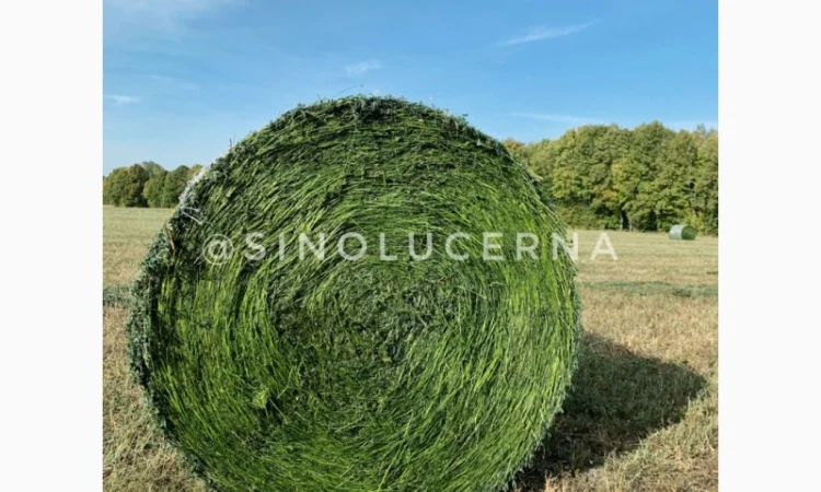 Продам сінаж з люцерни в круглих тюках - фото № 5
