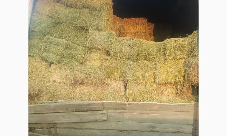 Сіно люцерни в тюках - фото № 1