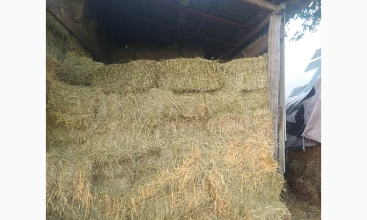 Сіно люцерни в тюках - фото № 2