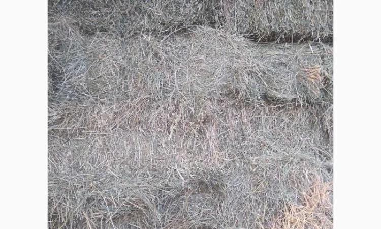 Сіно люцерни в тюках - фото № 3