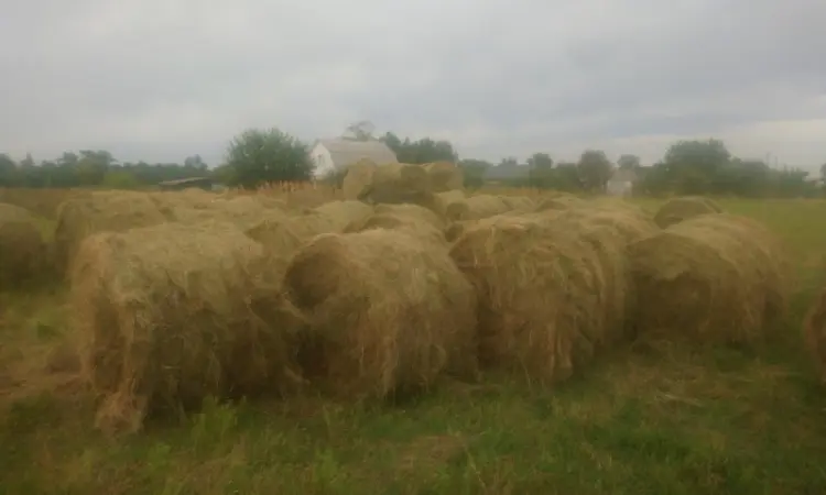 Продам сіно з доставкой - фото № 3