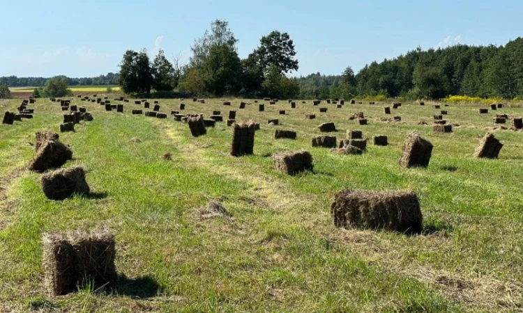 Продам сіно в рулонах і тюках - фото № 1