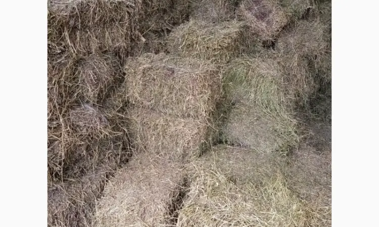 Продам сіно з люцерни. Гранули люцерни - фото № 2