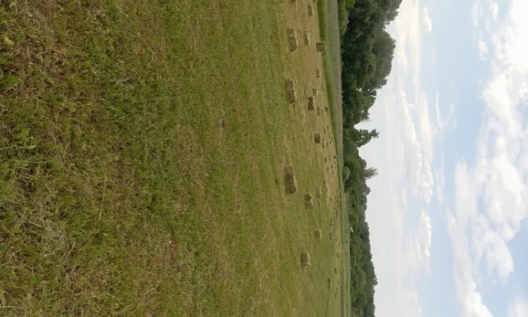 Сіно різнотрав'я, люцерна в квадратних тюках та рулонах - фото № 2