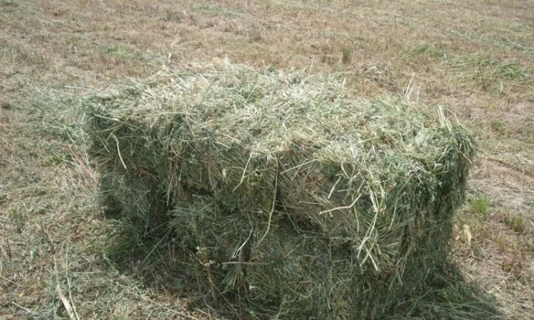 Продам сіно люцерни у тюках по 15-18 кг, врожай 2023р 75грн - фото № 1