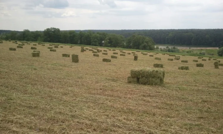 Продам сіно люцерни у тюках по 15-18 кг, врожай 2023р 75грн - фото № 2