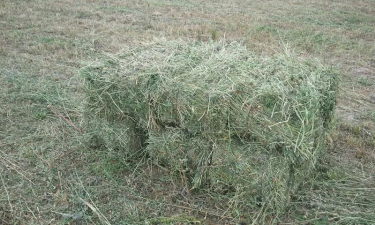 Продам сіно люцерни у тюках по 15-18 кг, врожай 2023р 75грн - фото № 3