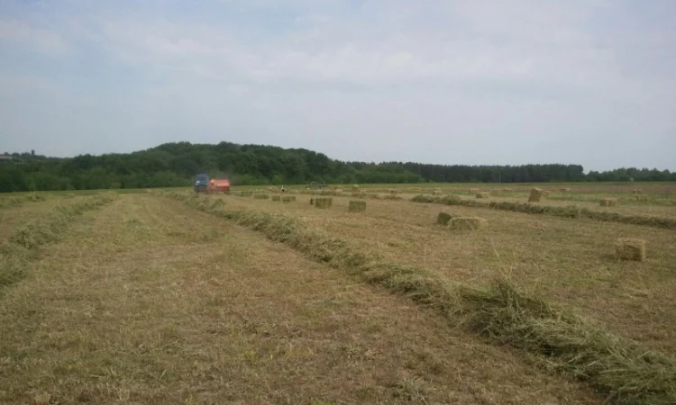 Продам сіно люцерни у тюках по 15-18 кг, врожай 2023р 75грн - фото № 4