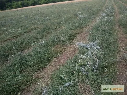 Продам сіно люцерни 75 грн. у тюках, ECO-врожай 2023г - фото № 1