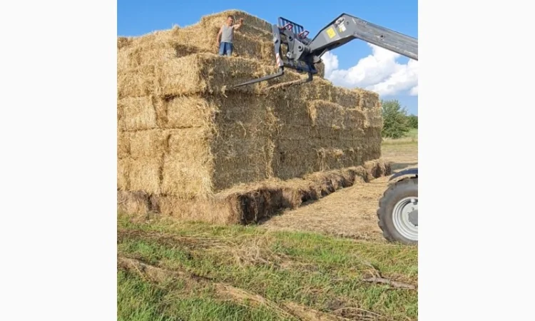 Продам солому пшеничну в тюках - фото № 1