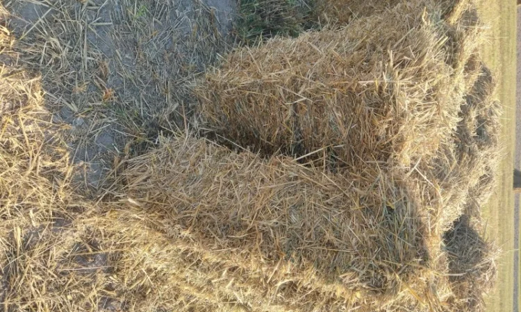 Продам солому в тюках - фото № 2