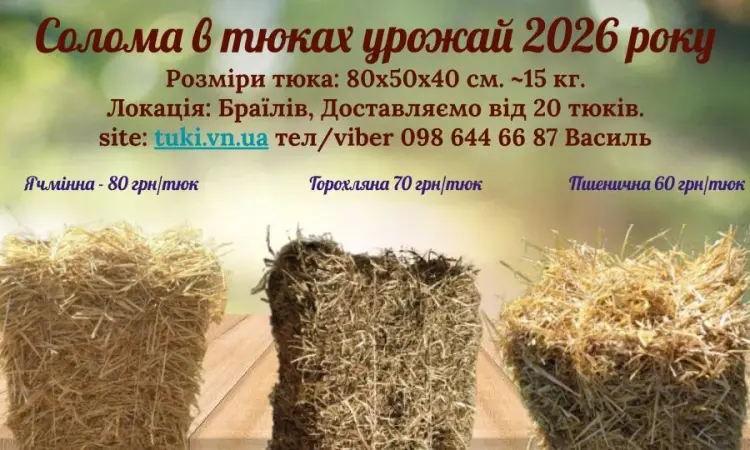 Солома пшенична - фото № 1