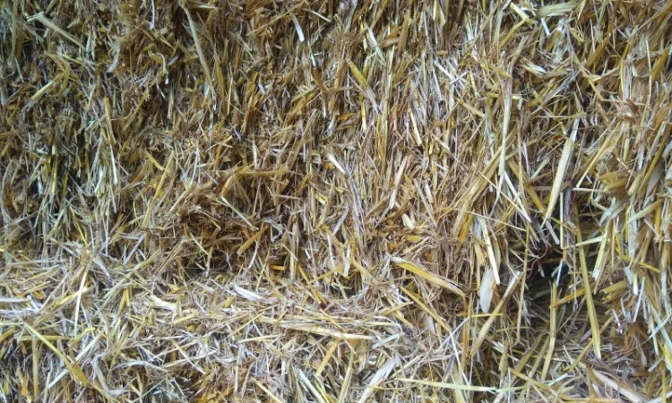 Солома тюкована - фото № 1