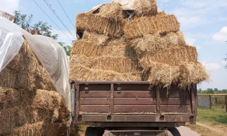 Продам солома - фото № 1