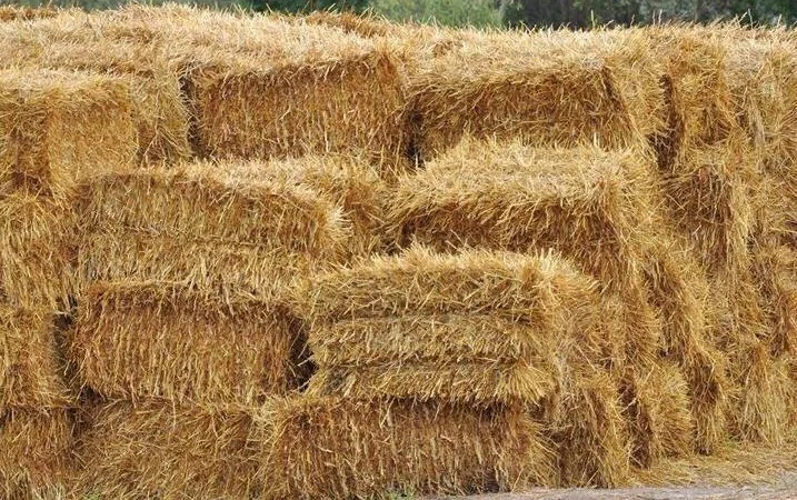 Солома пшенична та ячмінна - фото № 1