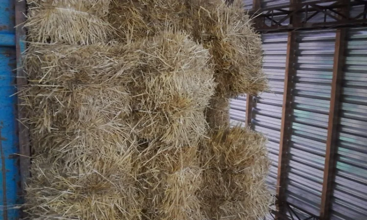 Продам солому пшеничну тюки - фото № 1