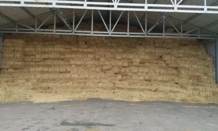 Продам солому в тюках весом - фото № 1