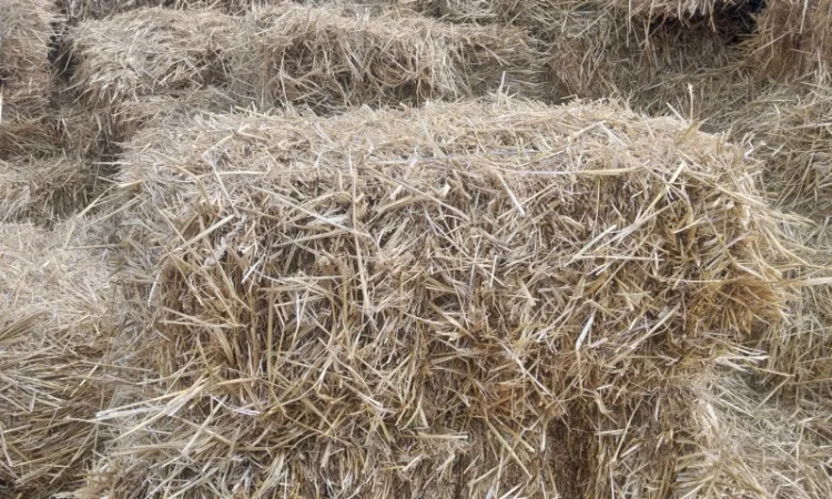 Продам солому в тюках - фото № 2