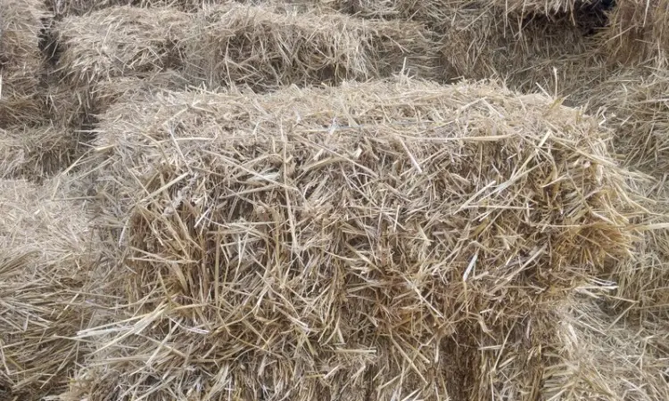 Продам солому в тюках - фото № 2