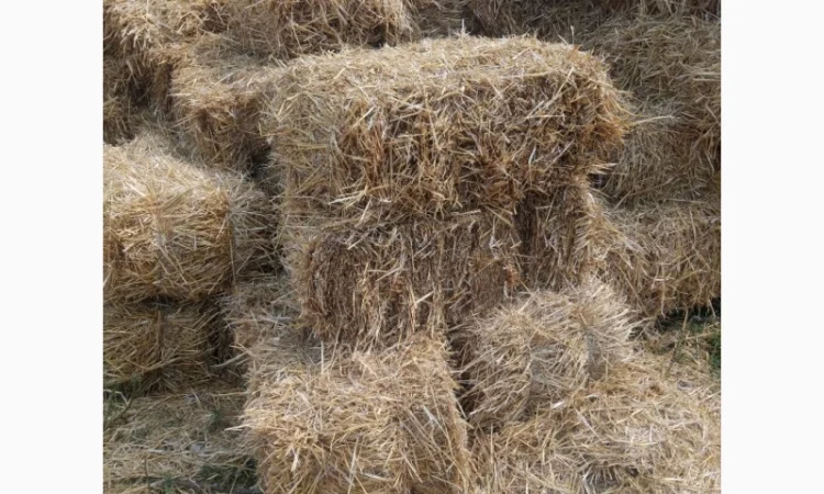 Продам солому в тюках - фото № 3