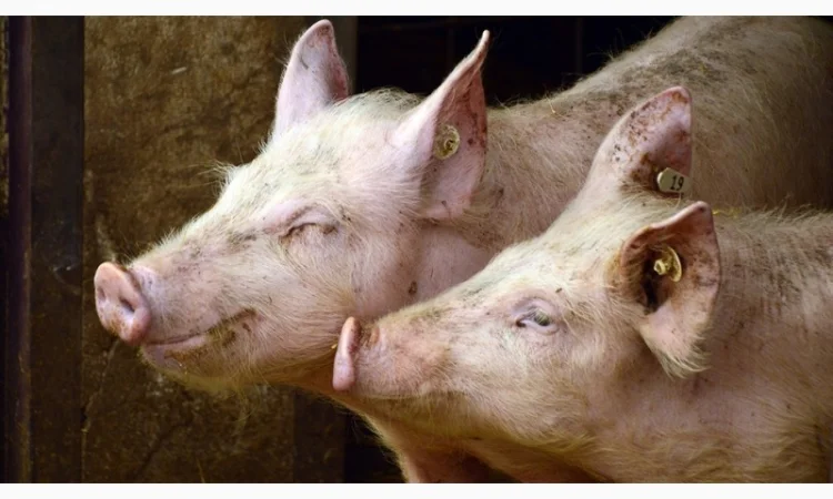 БМВД "ComFerma" 10% Свинья Финиш - фото № 1