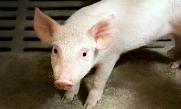 Продам БМВД свинья старт 25% - фото № 1