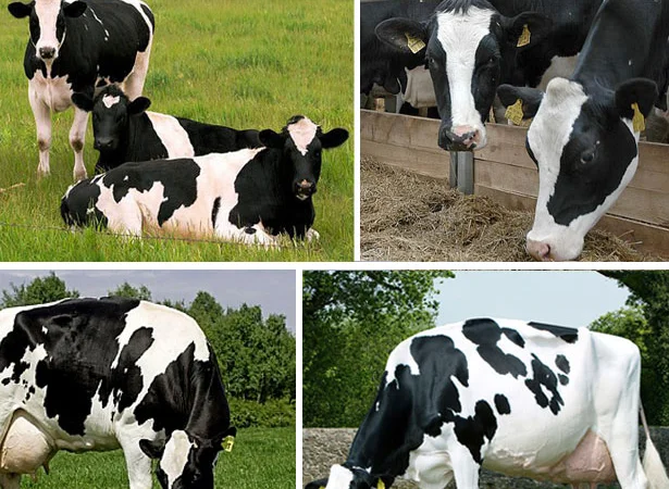 Премикс 1% для дойных коров с бесплатной доставкой - фото № 1