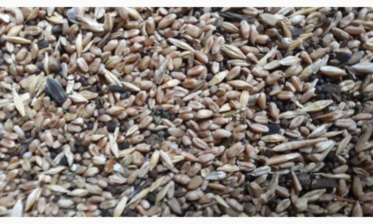 Продам зерносмесь - фото № 1