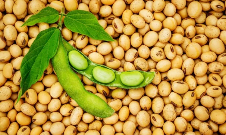 Макуха соєва від виробника - фото № 1