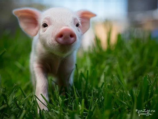 Продаж корму для свиней – макуха (жмих, шрот) - фото № 1