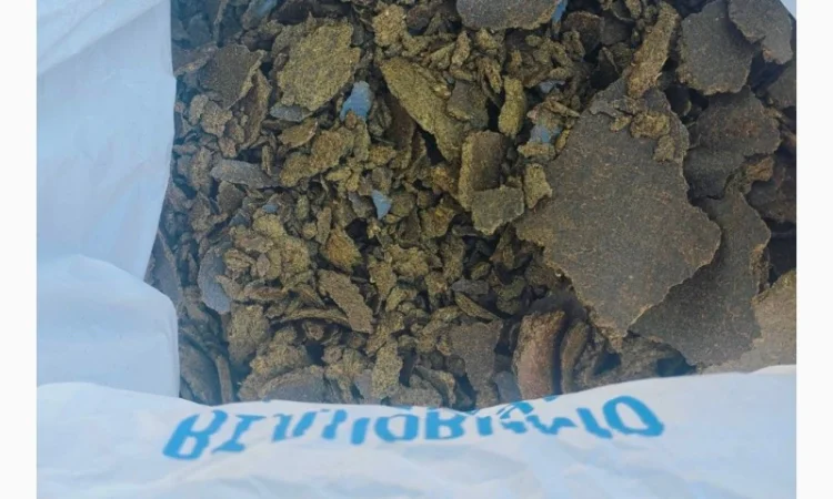 Макух ріпаковий - фото № 1