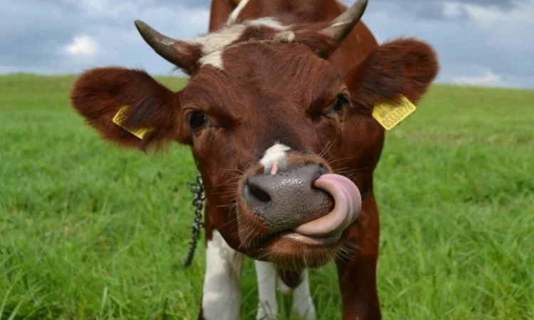 Продам корм для корів -соєвий жмих (шрот, макуха) з протеїном 44%.Доставка - фото № 1