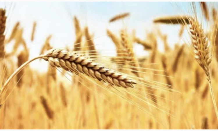 Продам отруби пшеничные насыпом - фото № 1