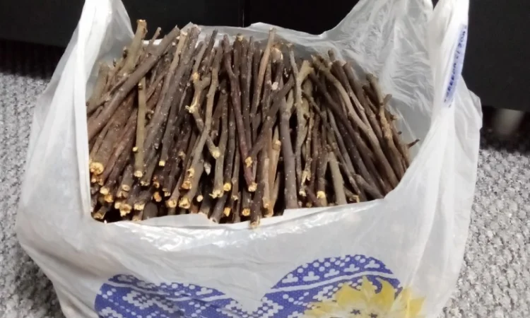 Корм для грызунов - яблоневые и вербовые ветки - фото № 1