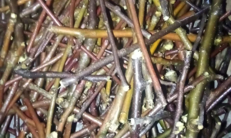 Корм для грызунов - яблоневые и вербовые ветки - фото № 2