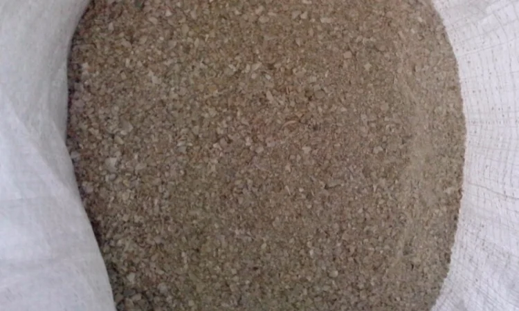 Ракушка кормовая ( морская ) - фото № 1