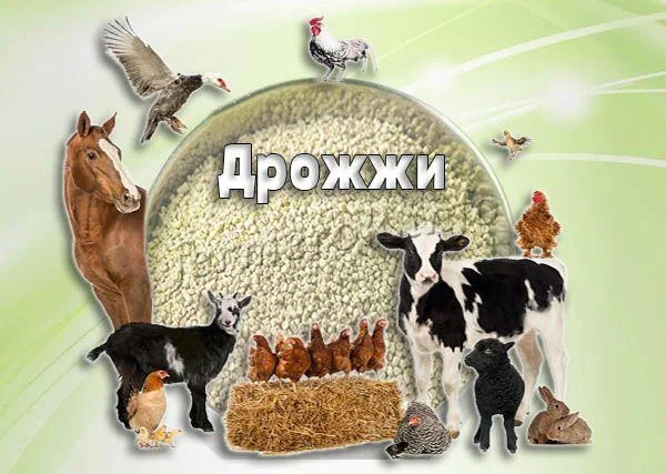 Дрожжи кормовые от производителя - фото № 1