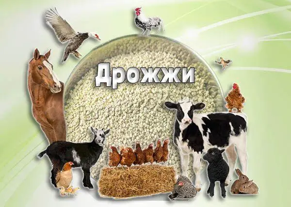 Кормовые дрожжи от производителя - фото № 1