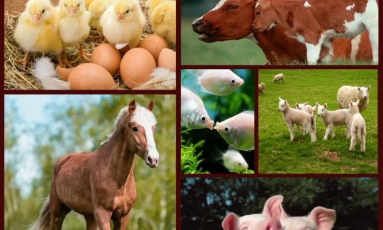 Ароматизатор в корм для животных - фото № 1