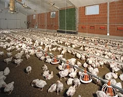 Пробиотики для животных опт и розница, Ферментационная подстилка - фото № 7