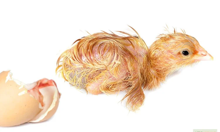 Цыплята кормовые, цыплята суточные замороженные на корм - фото № 1